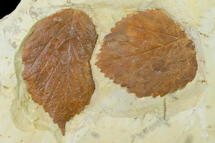 Two Fossil Leaves (Davidia & Beringiaphyllum) - Montana #143778